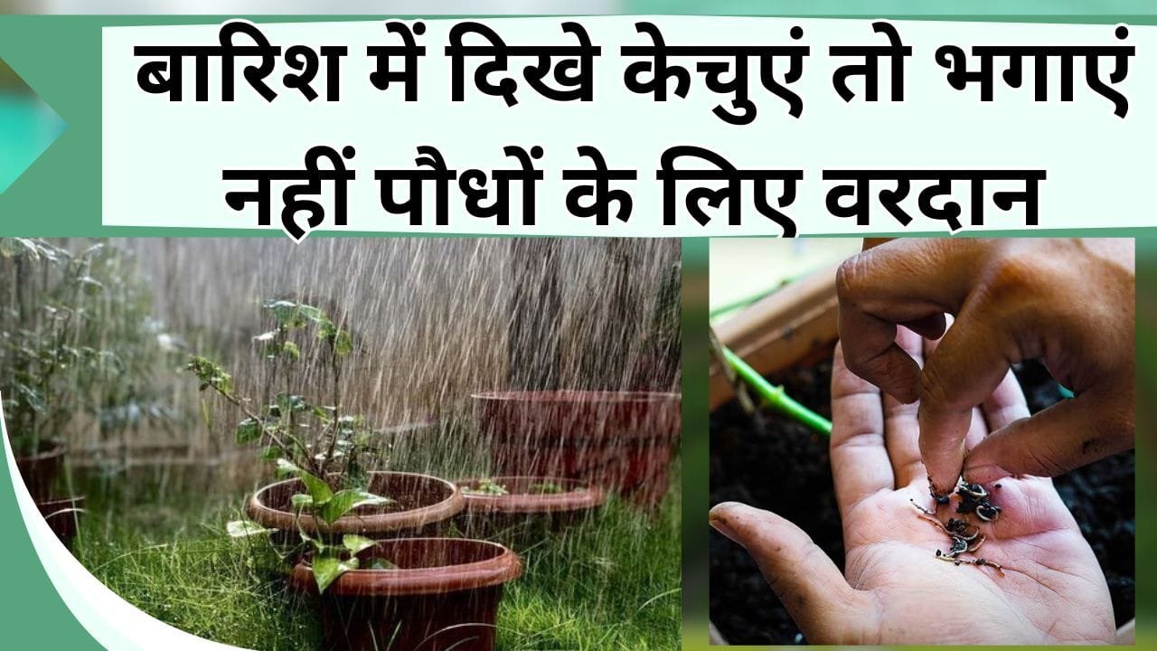 बारिश में दिखे केचुएं तो भगाएं नहीं पौधों के लिए वरदान, जानिये केंचुआ गार्डन के लिए कितना फायदेमंद है