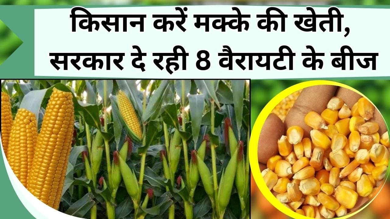 किसान करें मक्के की खेती, सरकार दे रही 8 वैरायटी के बीज, जानिए मक्के की खेती में सब्सिडी कहां मिल रही