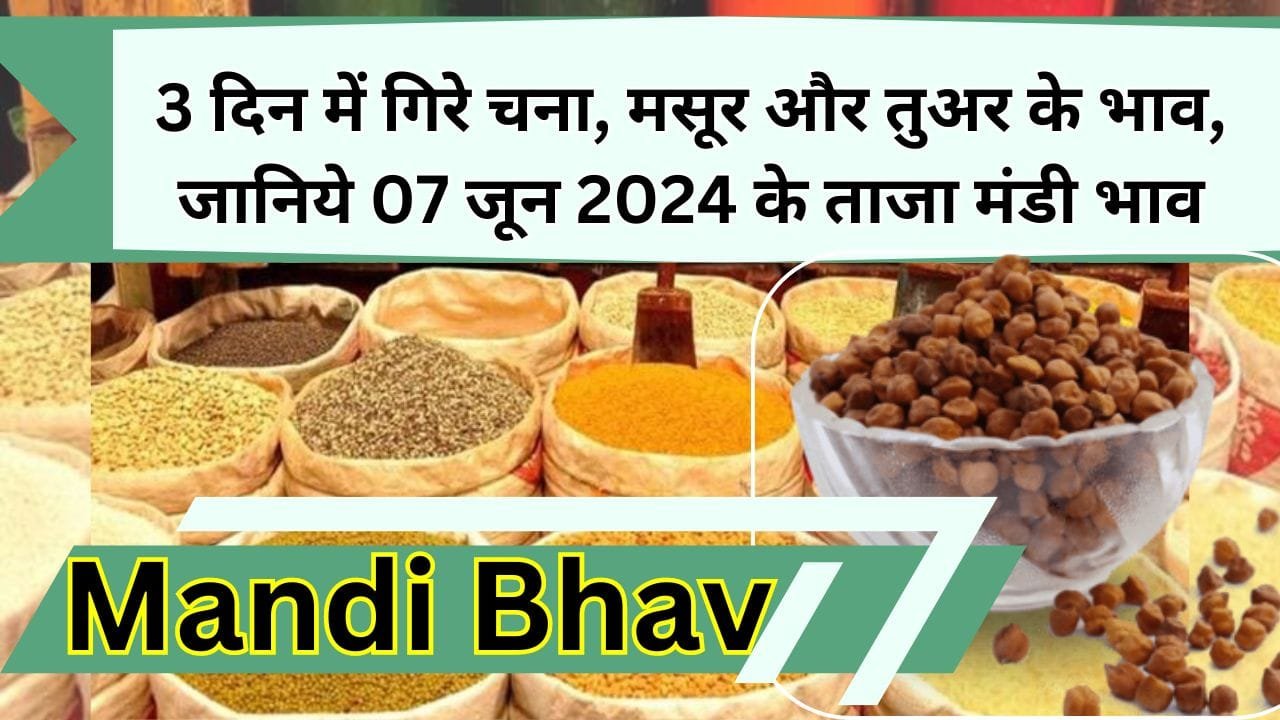 Mandi Bhav: 3 दिन में गिरे चना, मसूर और तुअर के भाव, जानिये 07 जून 2024 के ताजा मंडी भाव