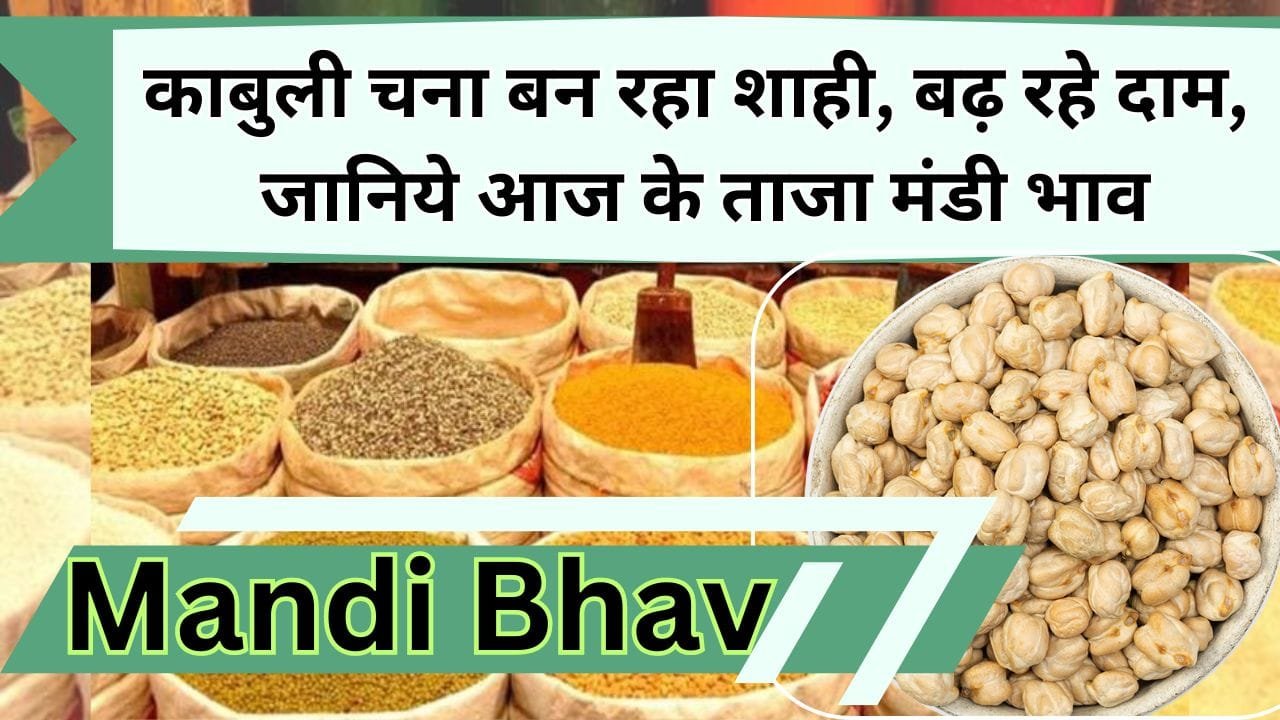 Mandi bhav: काबुली चना बन रहा शाही, बढ़ रहे दाम, जानिये आज के ताजा मंडी भाव, दाल की कीमतों में फिर हुई बढोत्तरी