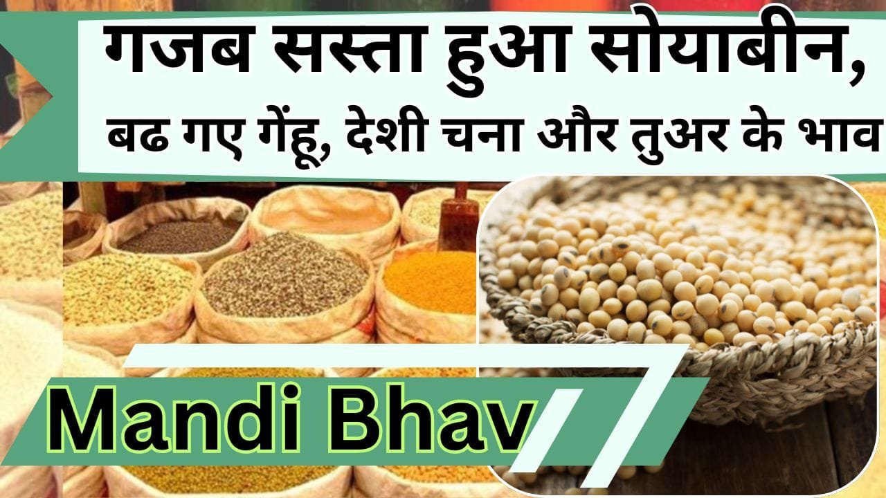 Mandi Bhav: गजब सस्ता हुआ सोयाबीन, बढ गए गेंहू, देशी चना और तुअर के भाव, जानिये 21 जून 2024 के ताजा मंडी भाव