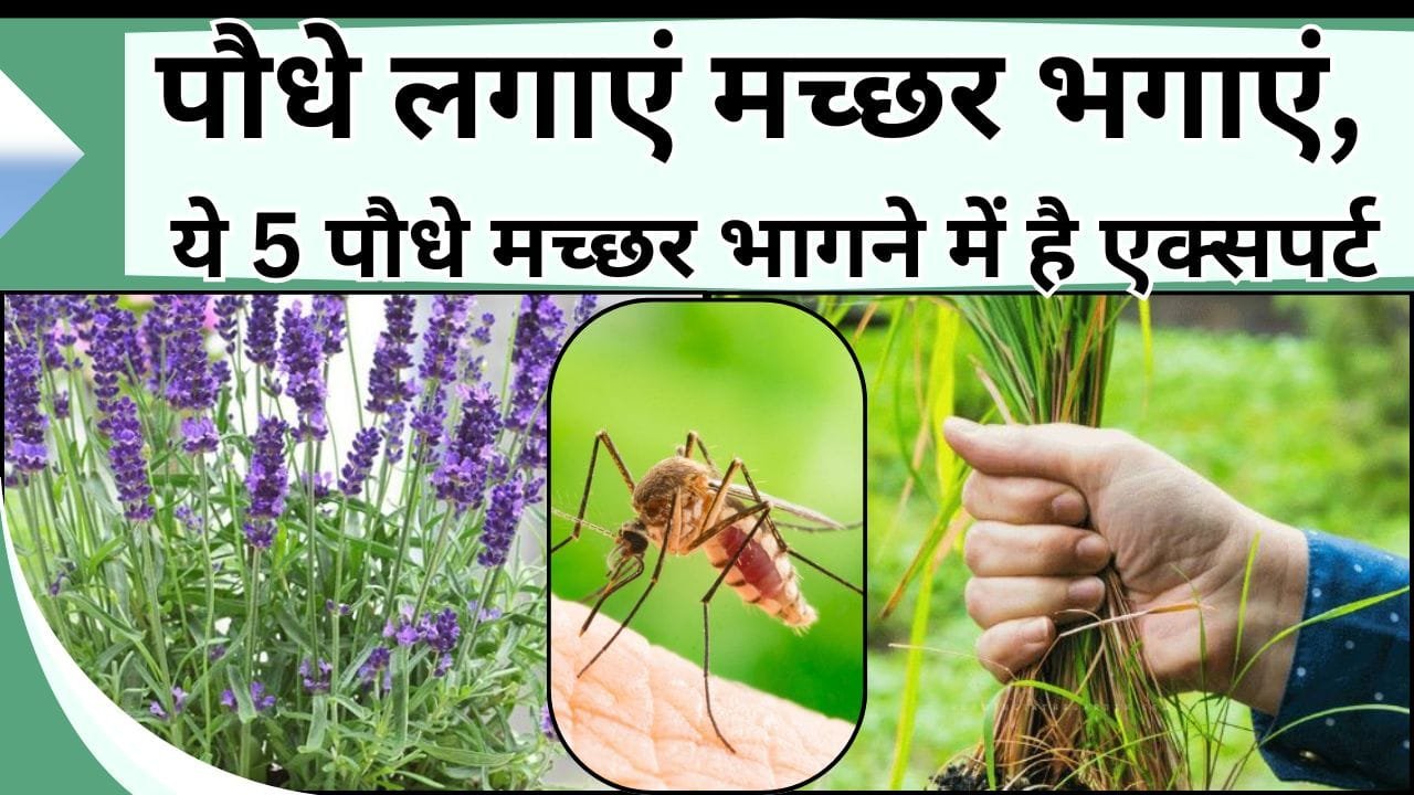 पौधे लगाएं मच्छर भगाएं, ये 5 पौधे मच्छर भागने में है एक्सपर्ट, जानिये नाम और फायदे