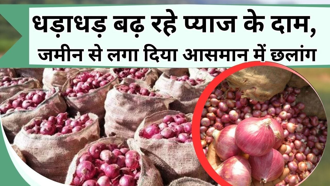 धड़ाधड़ बढ़ रहे प्याज के दाम, जमीन से लगा दिया आसमान में छलांग, जानिये ताजा रेट और कितनी बढ़ी कीमत