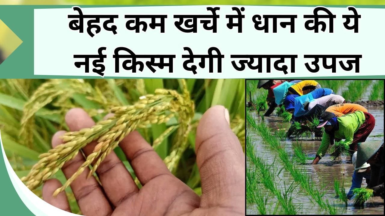 बेहद कम खर्चे में धान की ये नई किस्म देगी ज्यादा उपज, पानी की भी बहुत जरूरत नहीं, जानिये इसका नाम और खासियत