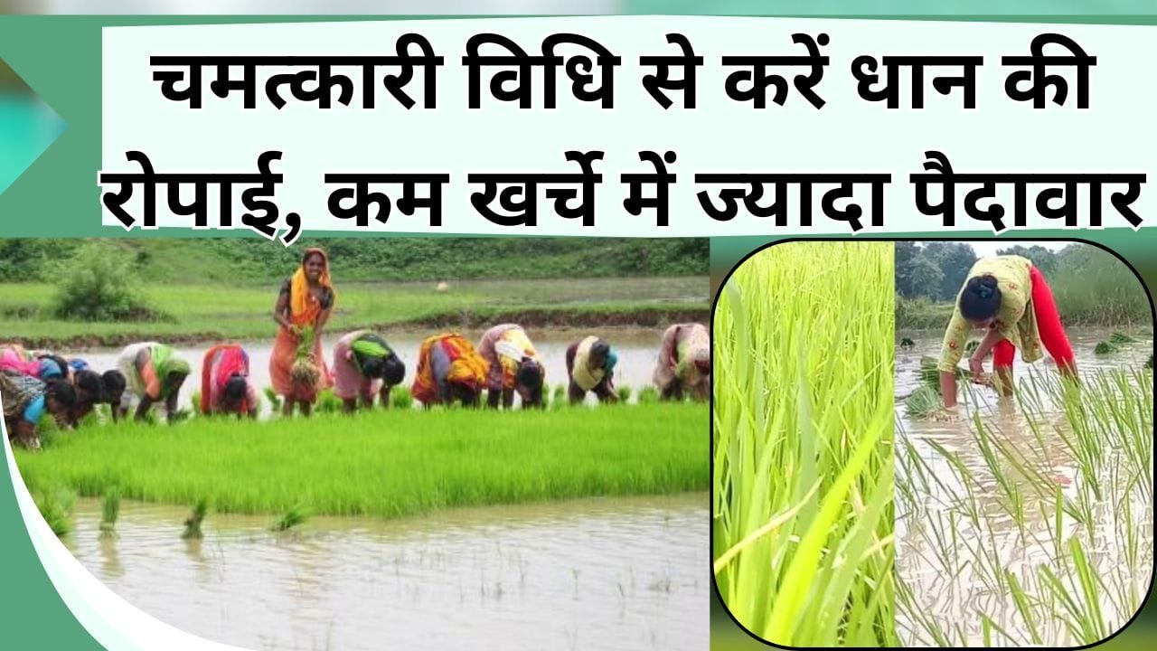 चमत्कारी विधि से करें धान की रोपाई, कम पानी, कम बीच में होगी ज्यादा पैदावार, मौसम की मार भी झेल जाएगी फसल
