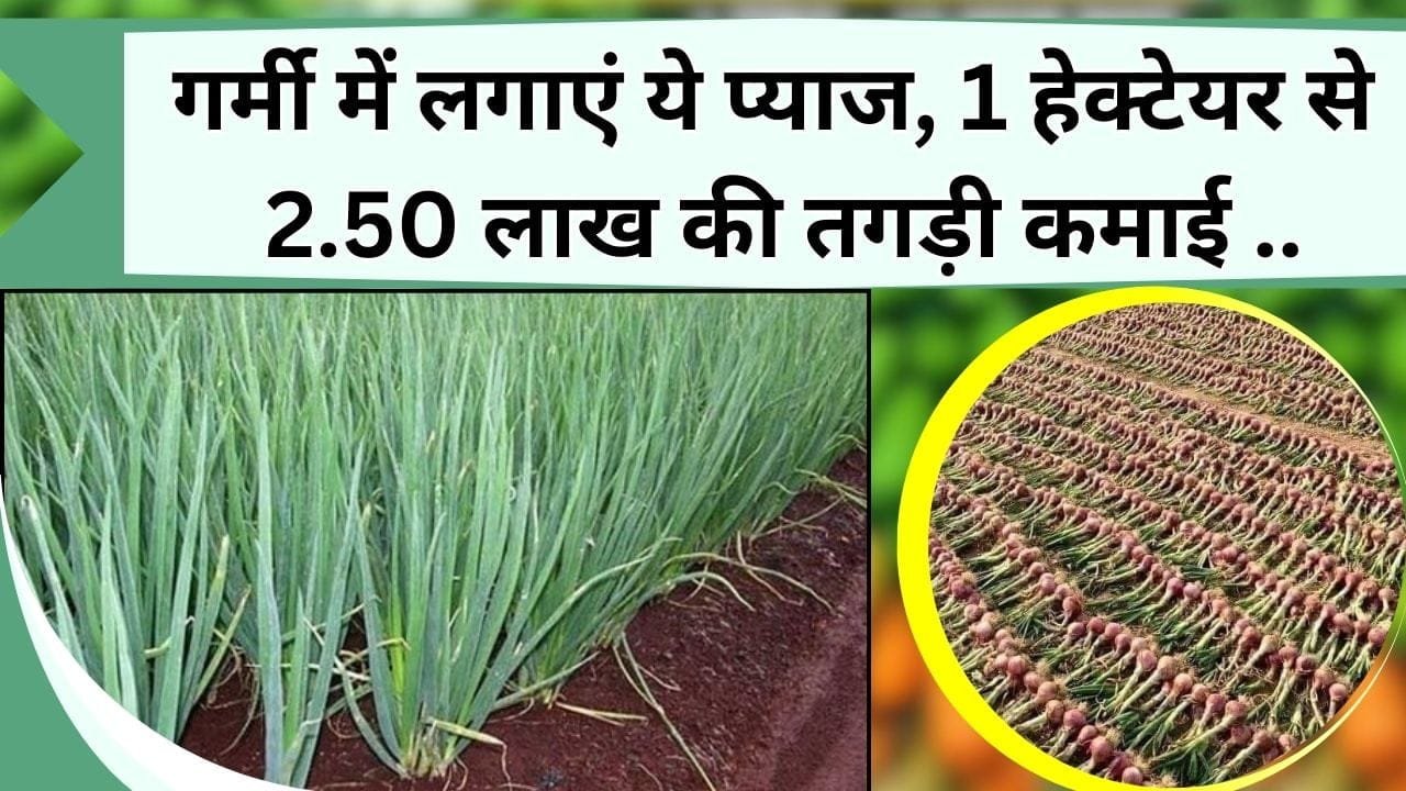 गर्मी में लगाएं ये प्याज, 1 हेक्टेयर से 2.50 लाख की तगड़ी कमाई, सरकार भी दे रही अनुदान, जानिये कैसे करें खेत तैयार