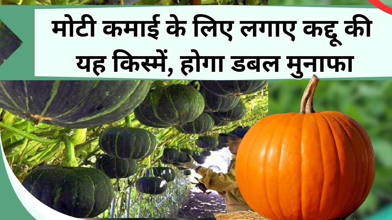 मोटी कमाई के लिए लगाए कद्दू की यह किस्म, होगा डबल मुनाफा, जानिए कद्दू की ज्यादा उपज देने वाली किस्में