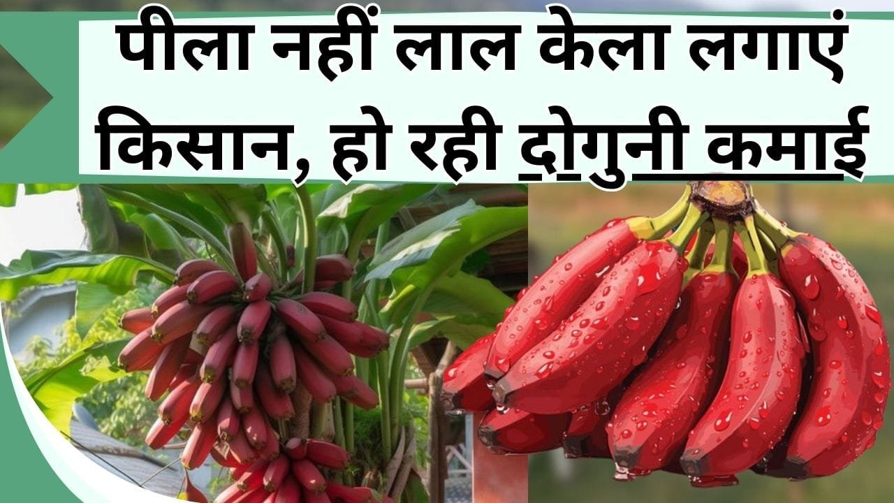 पीला नहीं लाल केला लगाएं किसान, हो रही दोगुनी कमाई, दूर-दूर से आते है आर्डर