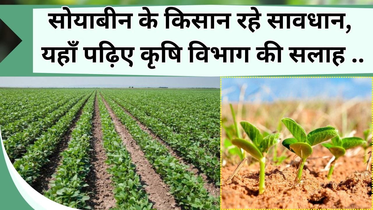 सोयाबीन के किसान रहे सावधान, पढ़ लें कृषि विभाग की सलाह, नहीं तो चौपट हो जायेगा काम