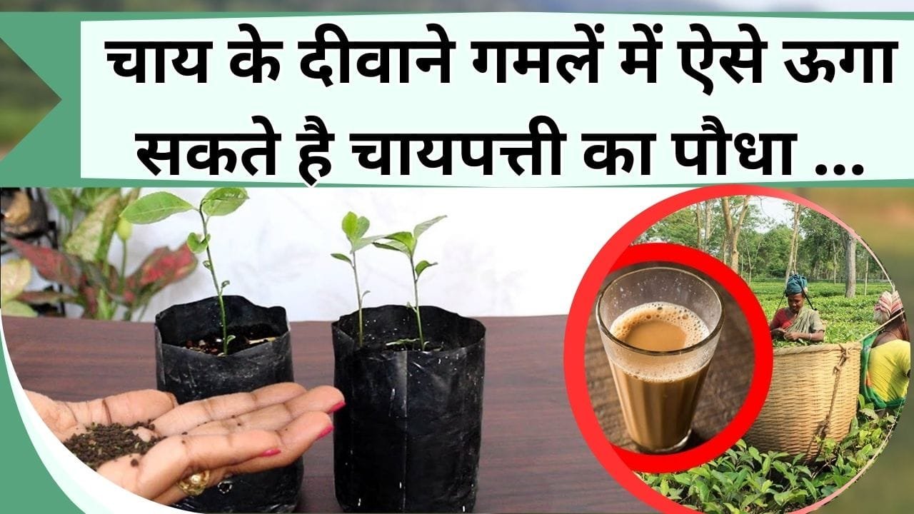 चाय के दीवाने गमलें में ऊगा सकते है चायपत्ती का पौधा, यहाँ जानिये बेहद आसान तरीका