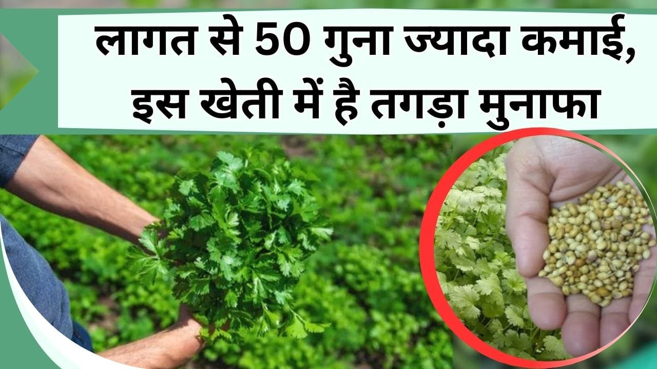 लागत से 50 गुना ज्यादा होगी कमाई, इस खेती में है तगड़ा मुनाफा, पौधे-बीज की मिलती है कीमत, जानिए कम खर्चे और ज्यादा कमाई वाली खेती