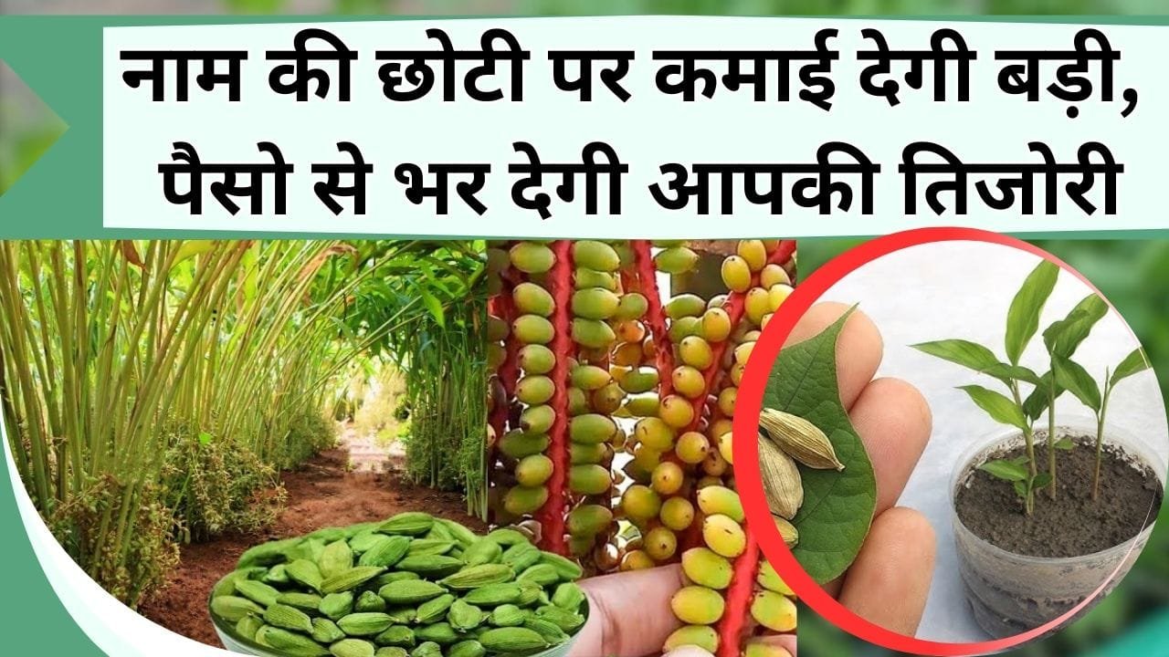 नाम की छोटी पर कमाई देगी बड़ी, पैसो से भर देगी आपकी तिजोरी, जानिये कब-कहाँ-कैसे होती है छोटी इलायची की खेती