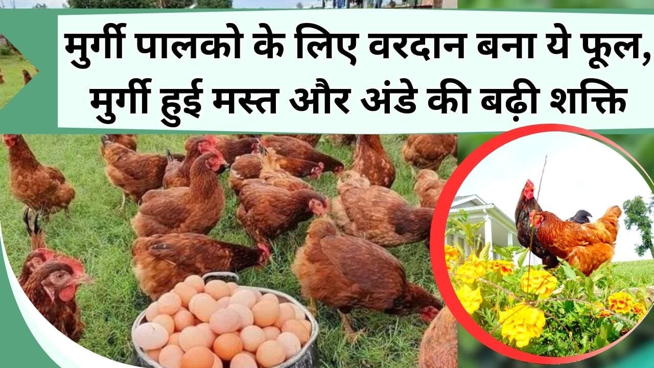 मुर्गी पालको के लिए वरदान बना ये फूल, मुर्गी हुई मस्त और अंडे की बढ़ी शक्ति, जानिये कैसे