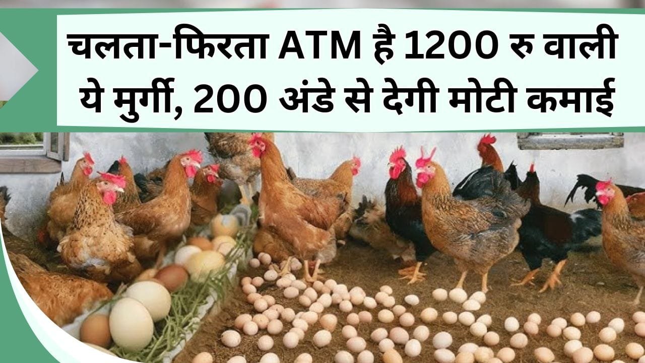 चलता-फिरता ATM है 1200 रु वाली ये मुर्गी, 200 अंडे से देगी मोटी कमाई, जानिये इस नस्ल की मुर्गी की खासियत