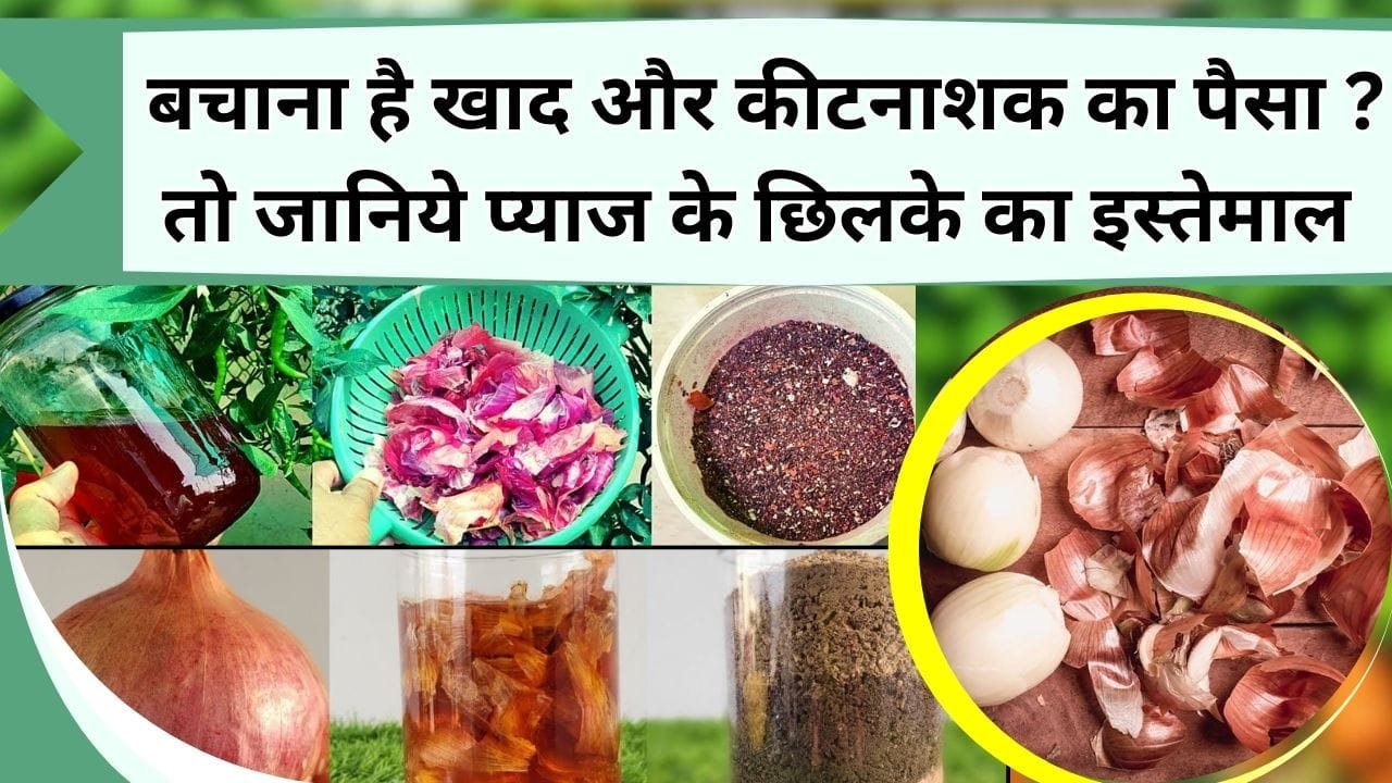 Gardening Tips: बचाना है खाद और कीटनाशक का पैसा ? तो जानिये प्याज के छिलके से खाद और कीटनाशक कैसे बनायें