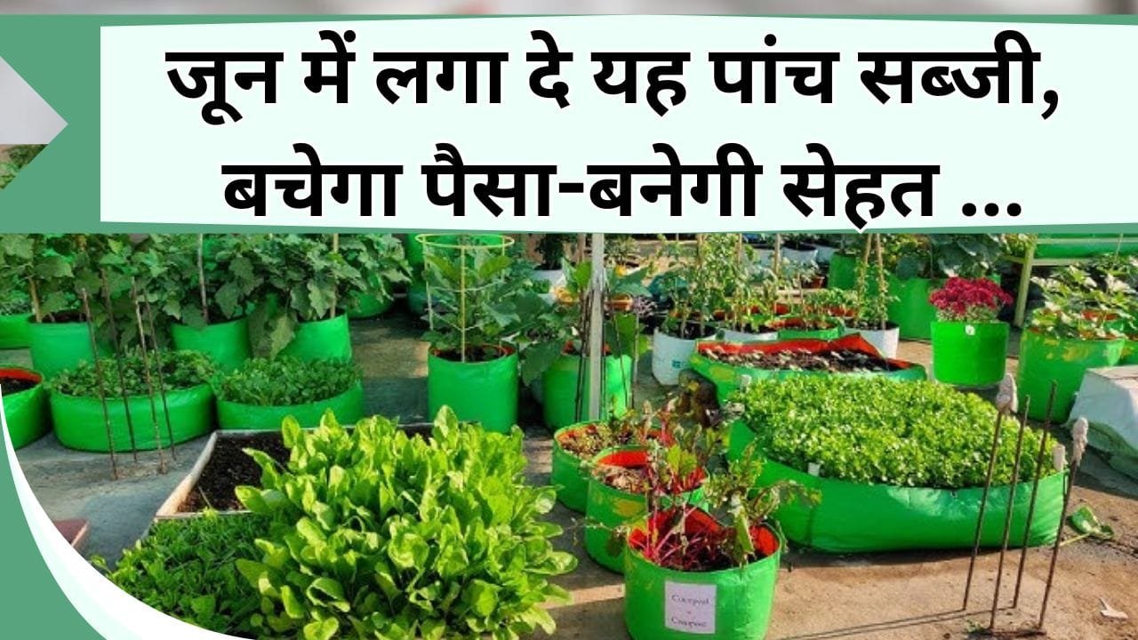 जून में लगा दे यह पांच सब्जी, बचेगा पैसा-बनेगी सेहत, जानिए कौन-सी सब्जियां जून महीने में ऊगा सकते हैं आप