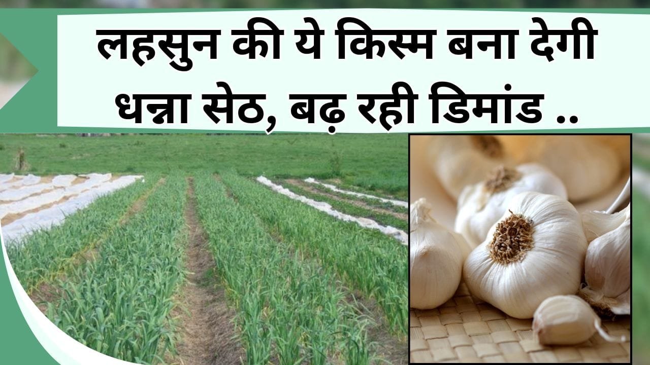 लहसुन की ये किस्म बना देगी धन्ना सेठ, बढ़ रही डिमांड, जानिये कैसे करें खेती, और कितनी लागत में कितनी होगी कमाई
