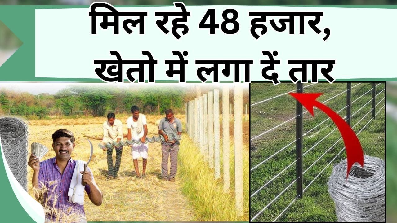 मिल रहे 48 हजार, खेतो में लगा दें तार, जंगली जानवर खेतों में नहीं घुसेंगे, जानिये क्या है सरकार की तारबंदी योजना, किसे मिलेगा लाभ