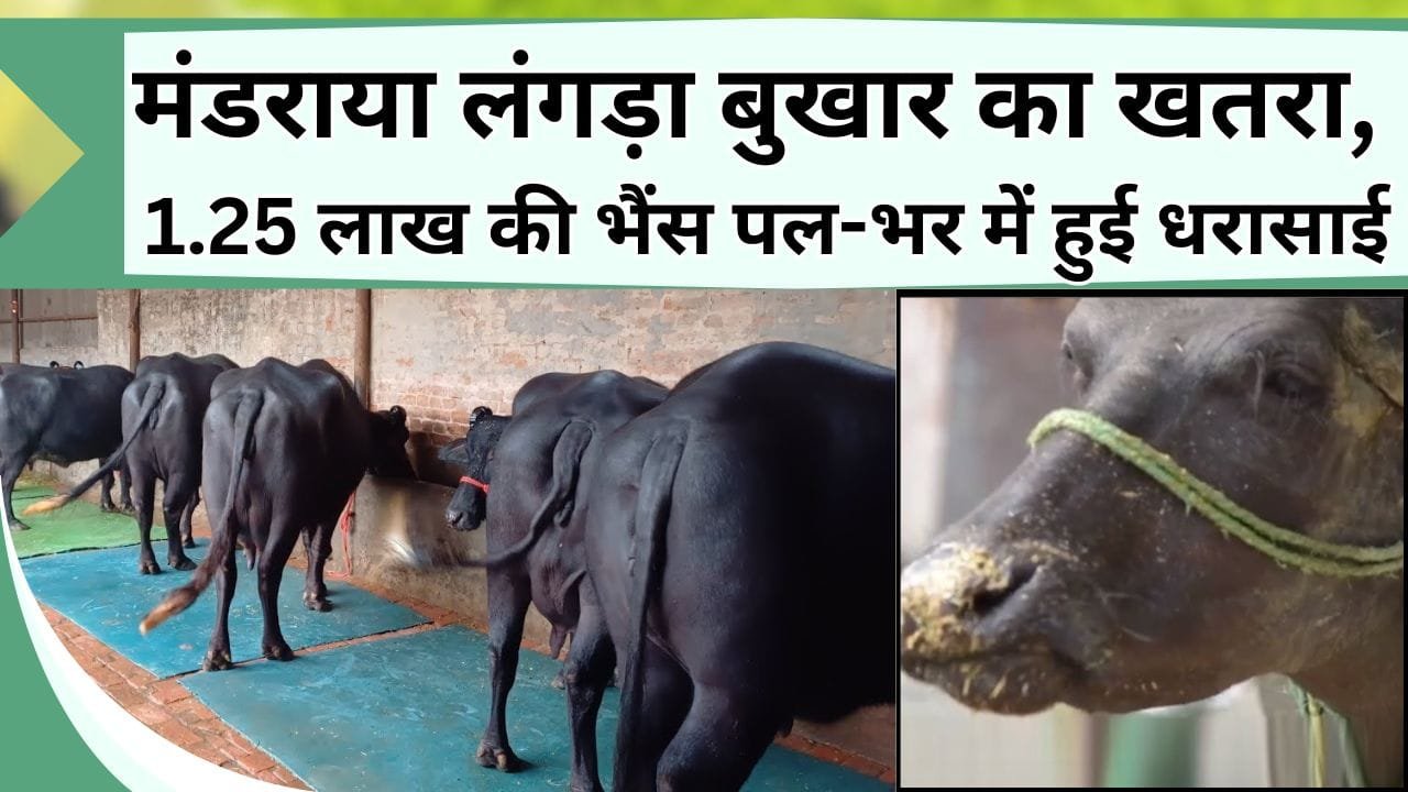 पशुओं पर मंडराया लंगड़ा बुखार का खतरा, 1.25 लाख की भैंस पल-भर में हुई धरासाई, जानिये लंगड़ा बुखार क्या है और कैसे फ़ैल रहा है