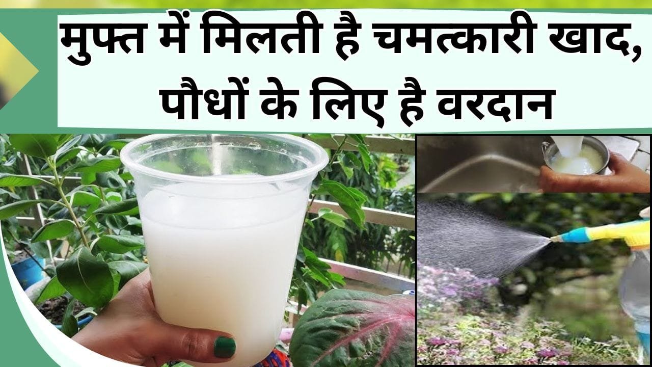 मुफ्त में मिलती है चमत्कारी खाद, पौधों के लिए है वरदान, जानें कौन-सा है ये लिक्विड फर्टिलाइजर