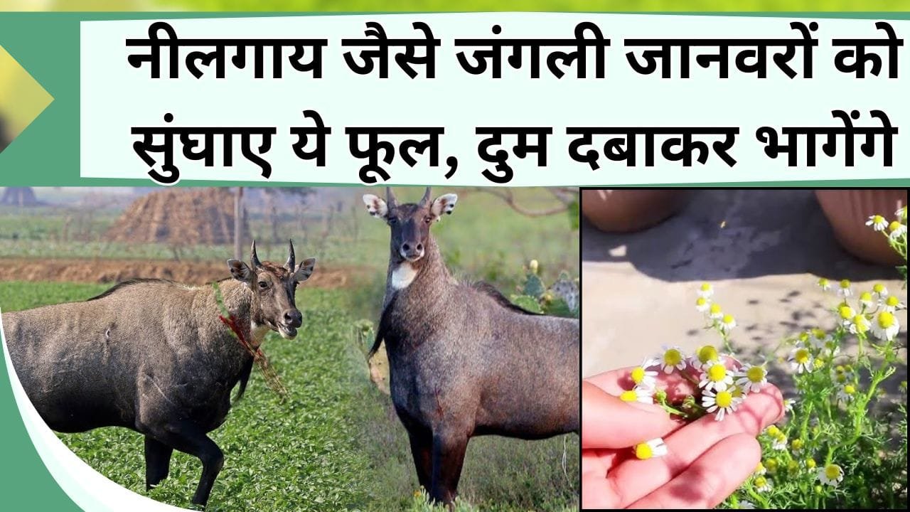 नीलगाय जैसे जंगली जानवरों को सुंघाए ये फूल, दुम दबाकर भागेंगे, दोबारा खेत में नहीं दिखेंगे