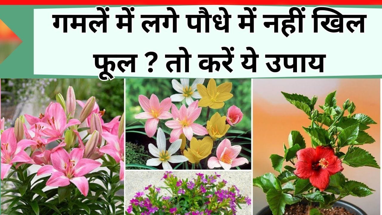 गमलें में लगे पौधे में नहीं खिल फूल ? तो करें ये उपाय, फूलों से लदा रहेगा पौधा
