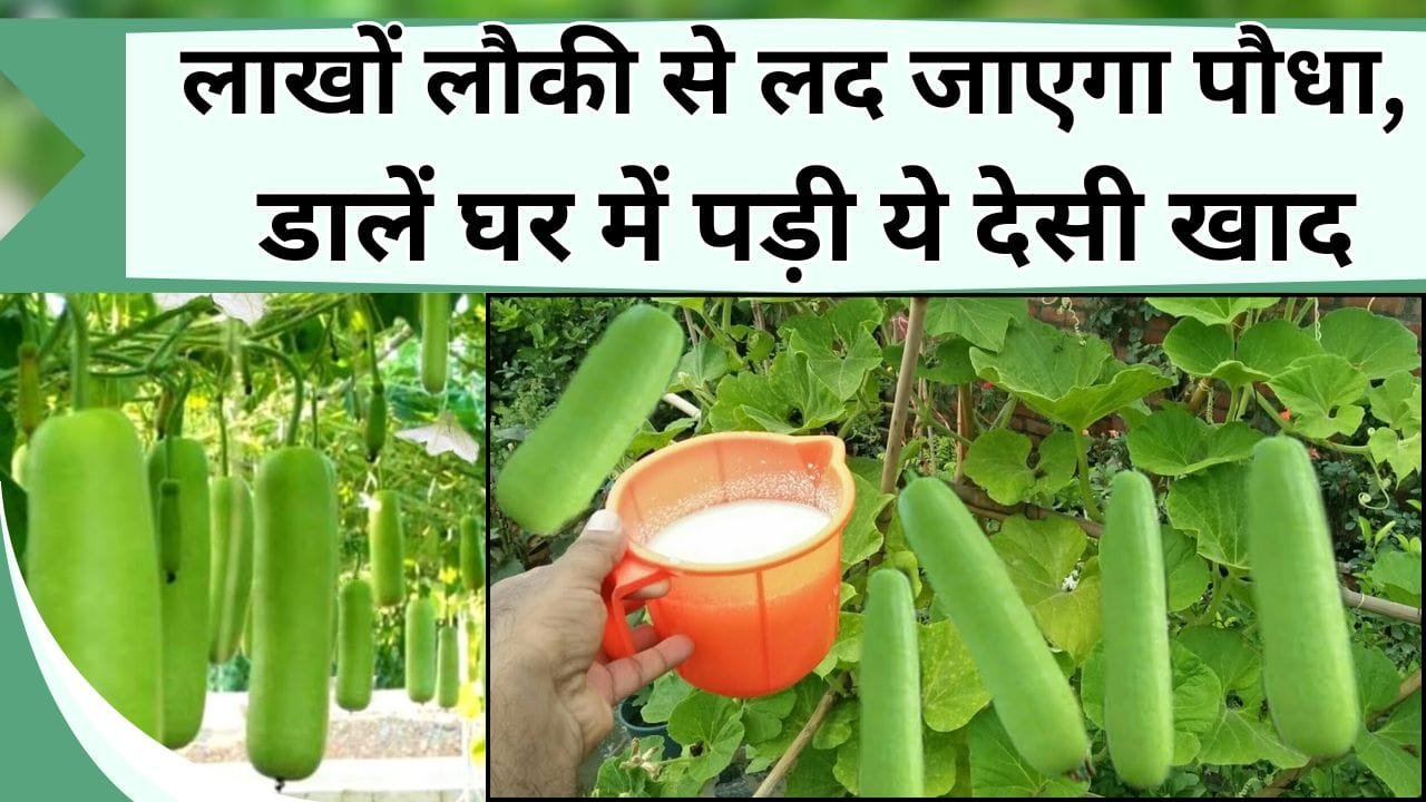 लौकी से लद जायेगा पौधा, डाल दें ये फ्री की चीज, ढेरों आएँगी लौकी, पड़ोसियों को बांटते फिरेंगे आप, जानिए लौकी का पौधा लगाने का सही तरीका