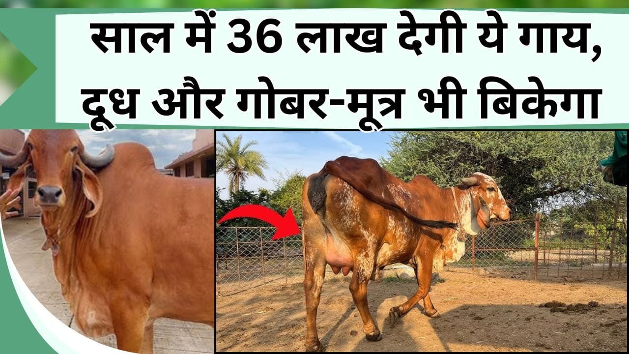 साल के 36 लाख की कमाई करा देगी ये गाय, दूध क्या गोबर-मूत्र की भी मिलती है कीमत, जानिये नाम और खासियत
