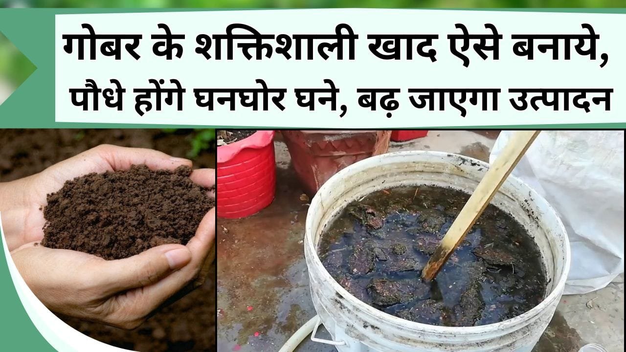 गोबर के शक्तिशाली खाद ऐसे बनाये, पौधे होंगे घनघोर घने, बढ़ जाएगा उत्पादन