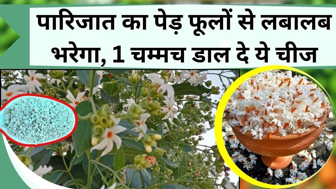 पारिजात का पेड़ फूलों से लबालब भरेगा, 1 चम्मच डाल दे ये चीज, इतने आएंगे फूल की मोहल्ला गमक जाएगा