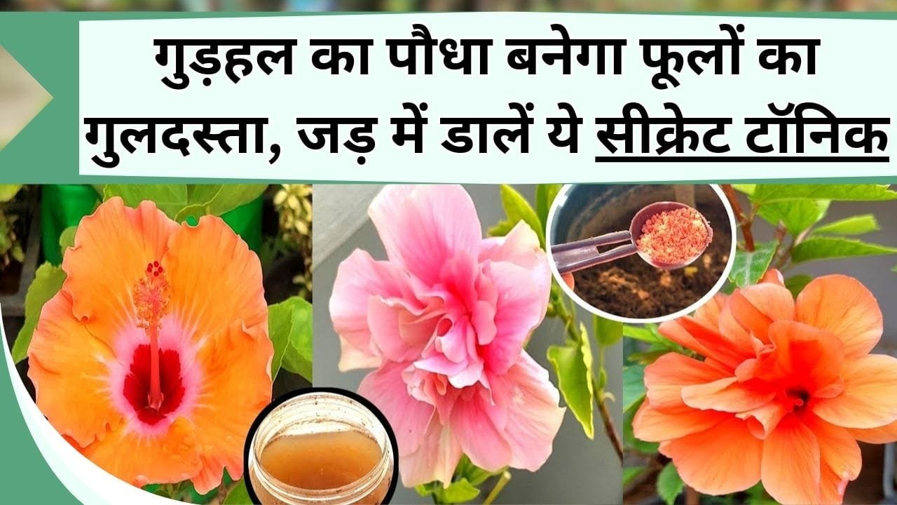 गुड़हल के फूलों से लद जायेगा पौधा, बन जाएगा फूलों का गुलदस्ता, इस्तेमाल करें ये सीक्रेट टॉनिक, पौधे की ग्रोथ देखकर फटी रहेंगी आँखे