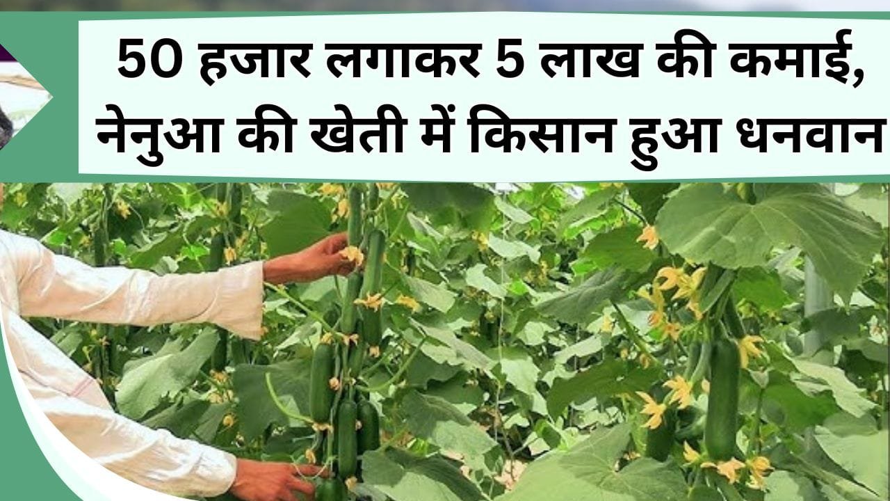 50 हजार लगाकर 5 लाख की कमाई, नेनुआ की खेती में किसान हुआ धनवान, जानिये कैसे-कहाँ-कितने एकड़ में कर रहे खेती