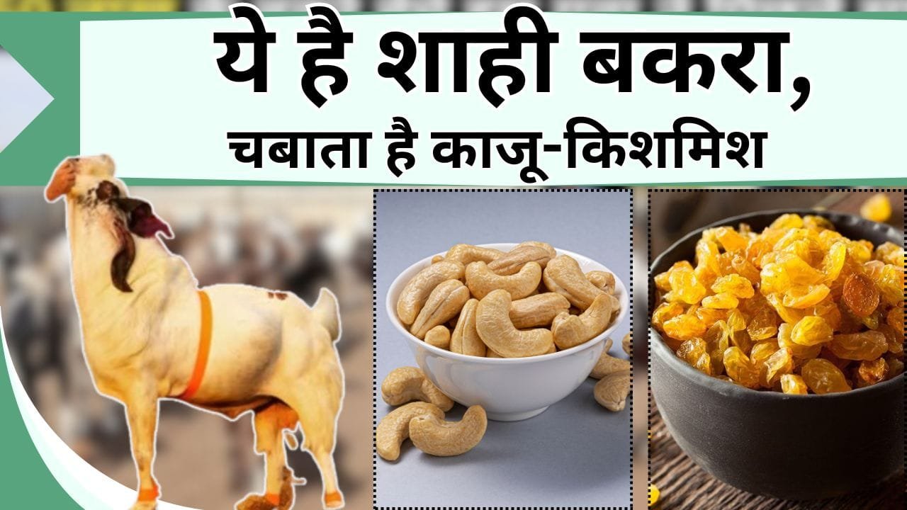 ये है शाही बकरा, चबाता है काजू-किशमिश, इसे खीरदने के लिए गिरवी रखनी पड़ेगी जमीन, जानिये कहाँ कितने में हुई इसकी बिक्री