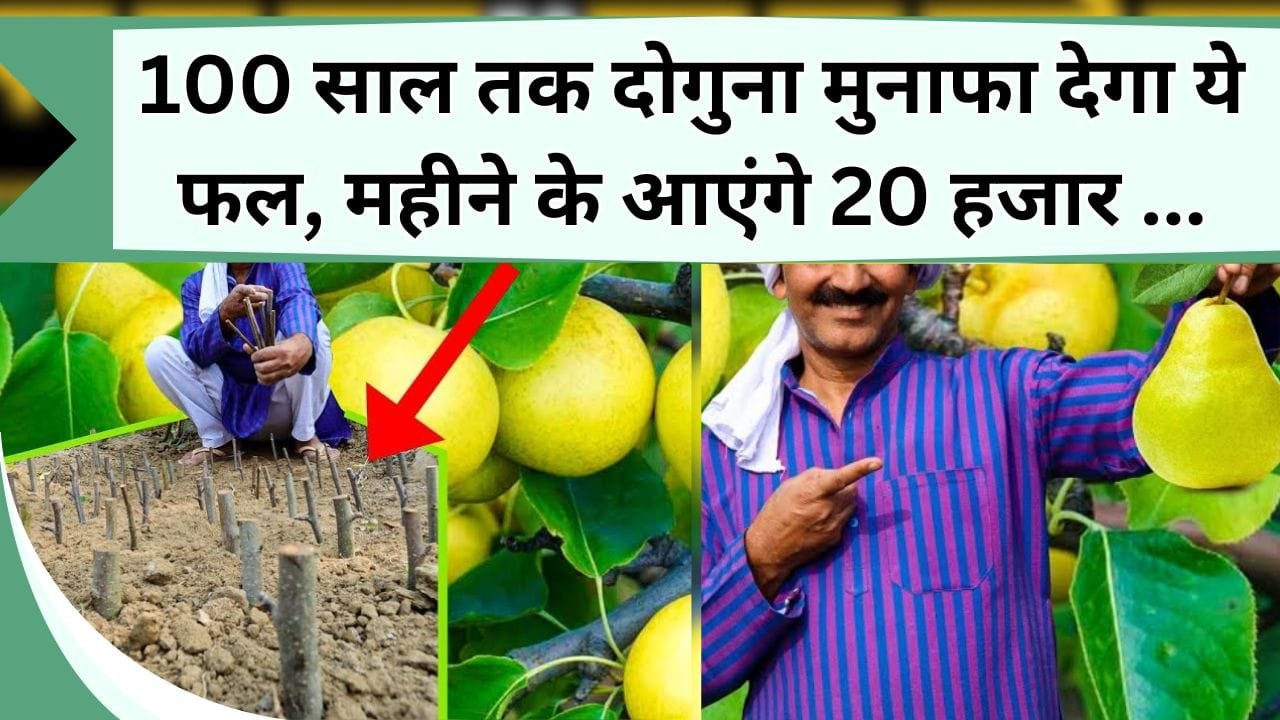 100 साल तक दोगुना मुनाफा देगा ये फल, कम पानी-बिना कीटनाशक के महीने के आएंगे 20 हजार से ज्यादा, यहाँ जानिये कितने जमीन में करें खेती
