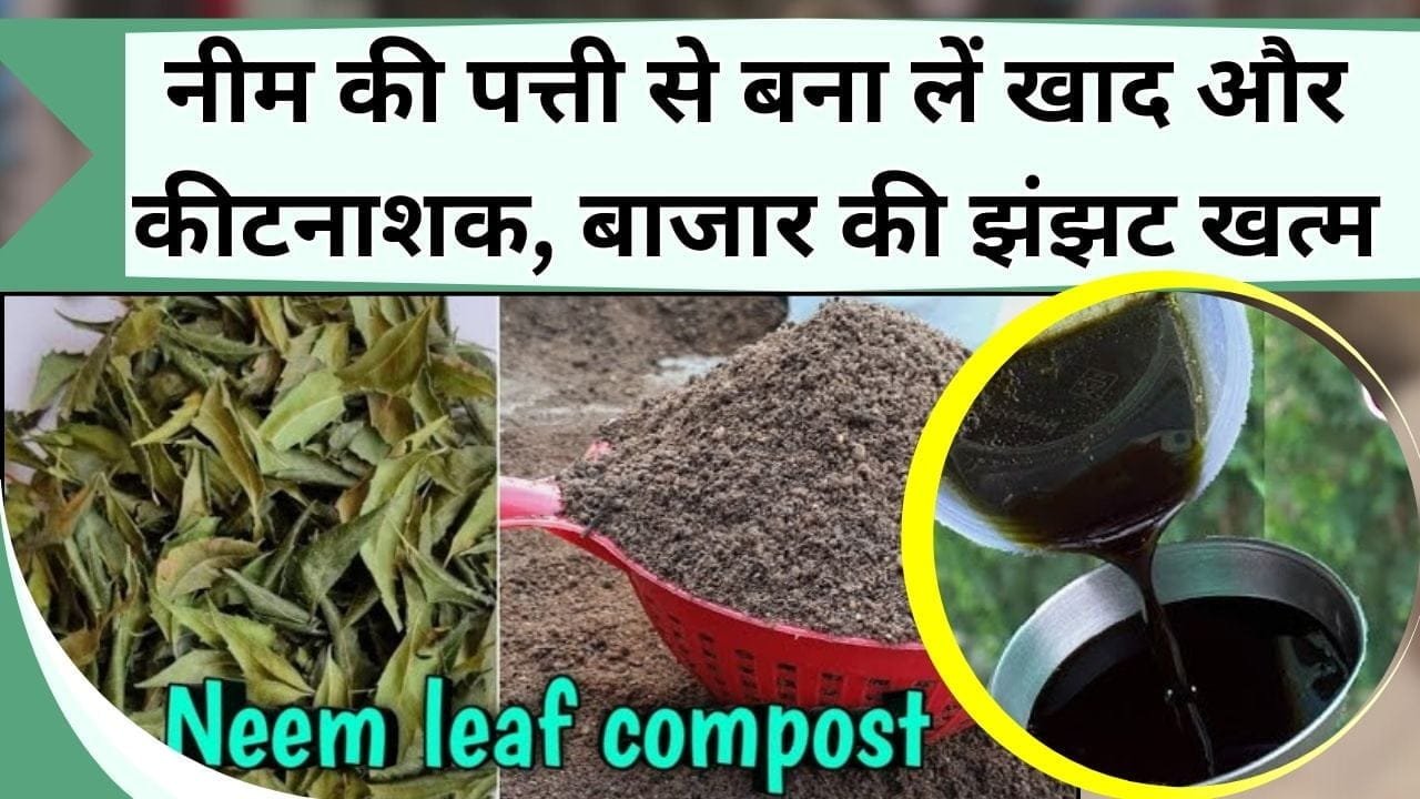 नीम की पत्ती से बना लें खाद और कीटनाशक, बाजार की झंझट हो खत्म, पौधे रहेंगे हरे-भरे और घने कीटों की समस्या भी खत्म