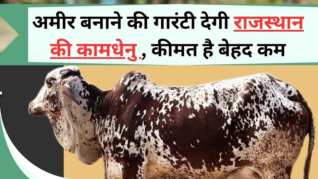 अमीर बनाने की गारंटी देगी राजस्थान की कामधेनु, कीमत है बेहद कम, जानिये राठी गाय के ठाठ-बाठ