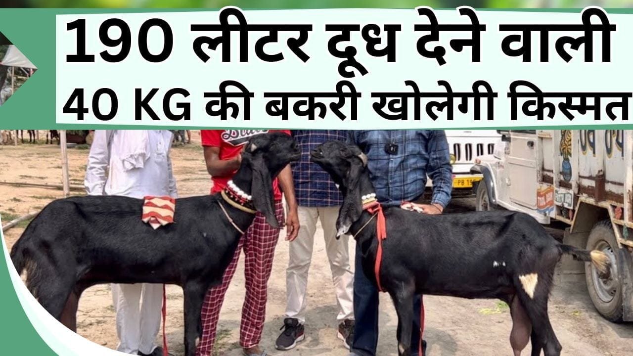 190 लीटर दूध देने वाली 40 KG की बकरी खोलेगी किस्मत, यहाँ जानिये दनादन कमाई देने वाली बकरियों की 3 नस्ल