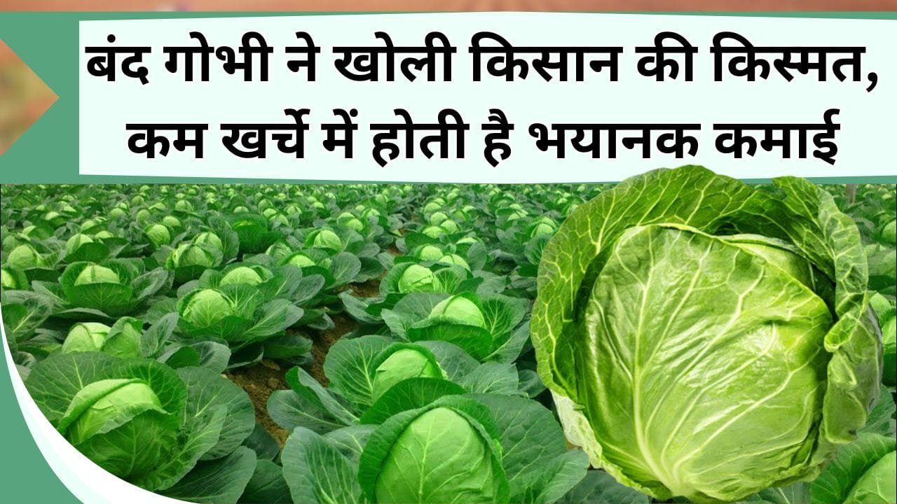 बंद गोभी ने खोली किसान की किस्मत, कम खर्चे में होती है भयानक कमाई, जानिये सफल किसान की जुबानी सही जानकारी