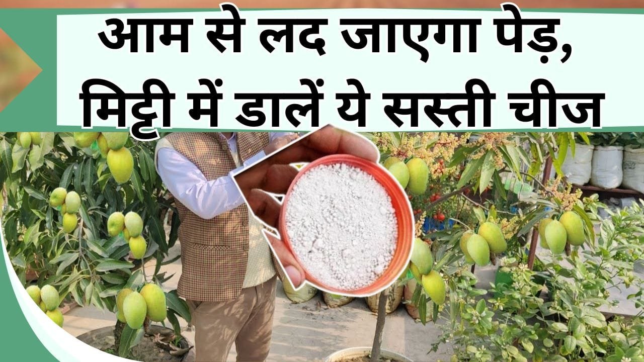 गमलें में लगा आम का पेड़, आम से लद जाएगा, मिट्टी में डालें ये सस्ती चीज, फल खाते-खाते थक जायेंगे, पेड़ में नहीं लगेगा कोई रोग