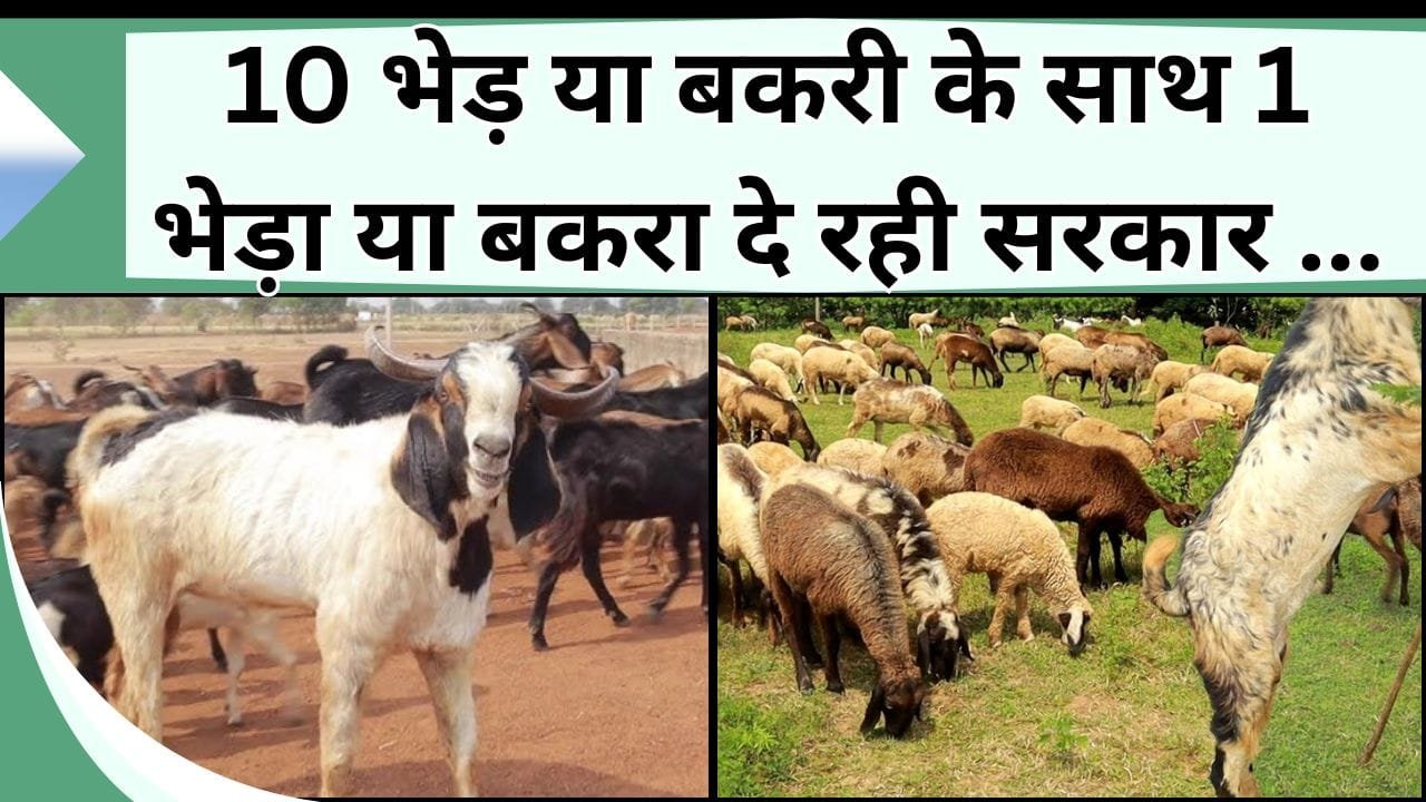 10 भेड़ या बकरी के साथ 1 भेड़ा या बकरा दे रही सरकार, पालकर करें तगड़ी कमाई, आपको करना होगा बस 10% खर्चा