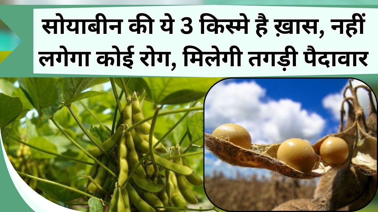 सोयाबीन की ये 3 किस्मे है ख़ास, नहीं लगेगा कोई रोग, मिलेगी तगड़ी पैदावार, जानिये नाम, खासियत और उत्पादन क्षमता
