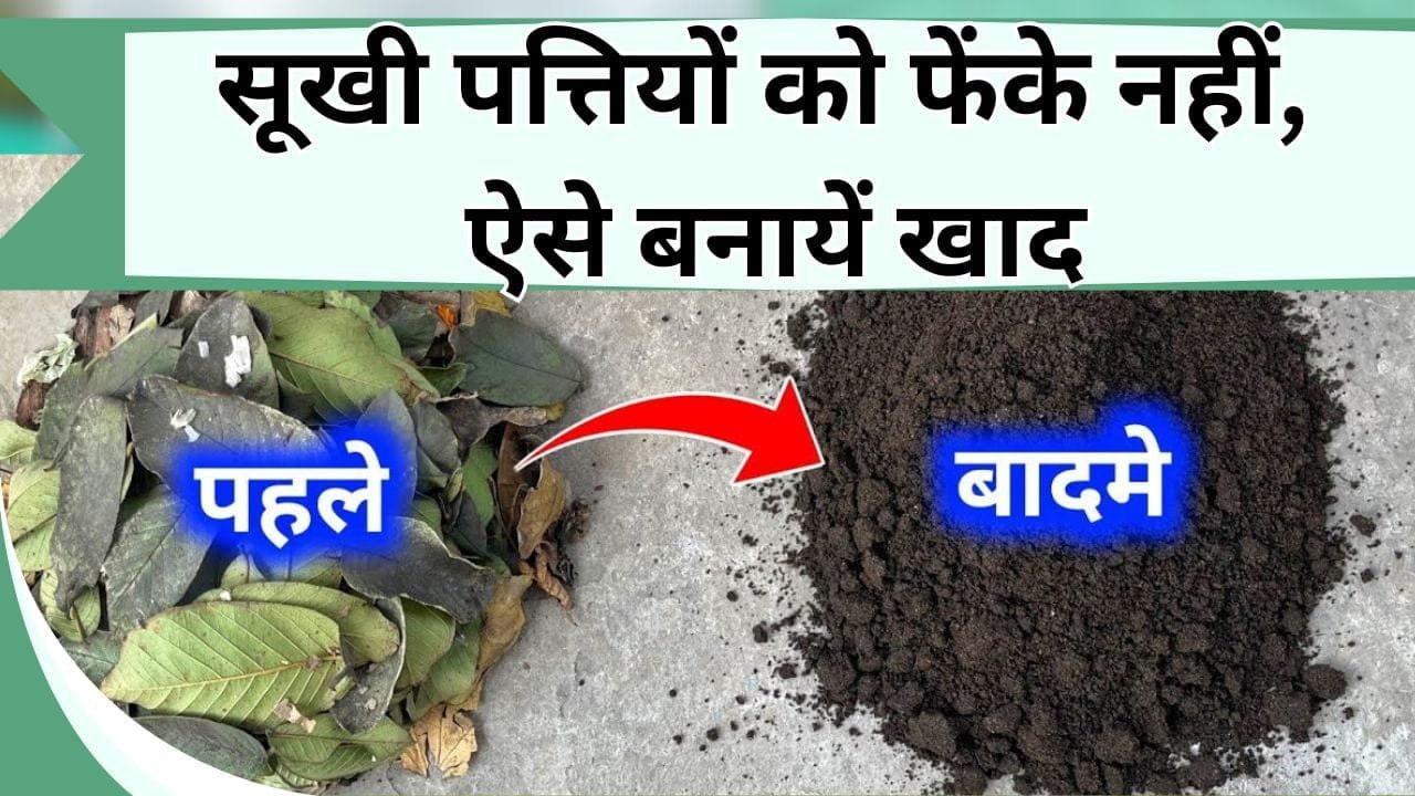 सूखी पत्तियों को फेंके नहीं, ऐसे बनायें खाद, पेड़-पौधों को मिल जाएगा पोषण, पौधे होंगे हरे-भरे