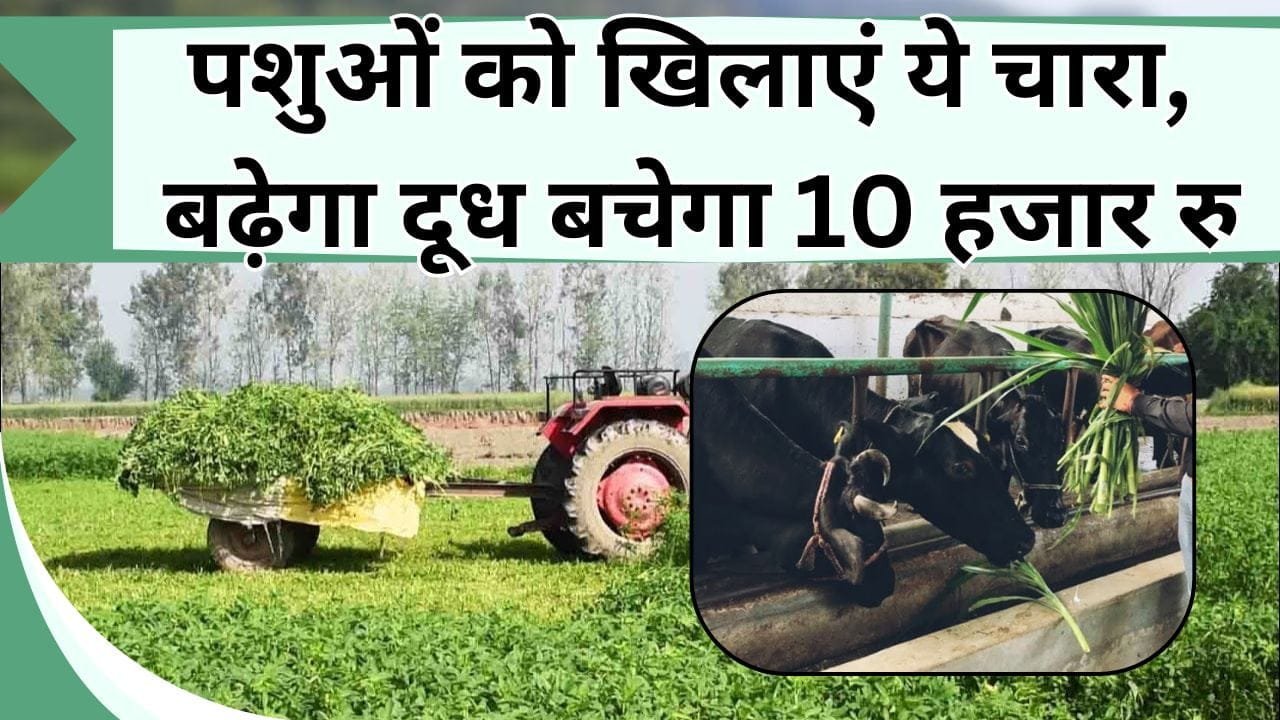 पशुओं को खिलाएं ये चारा, बढ़ेगा दूध बचेगा 10 हजार रु, जानिये कौन-से चारे की खेती में है डबल फायदा
