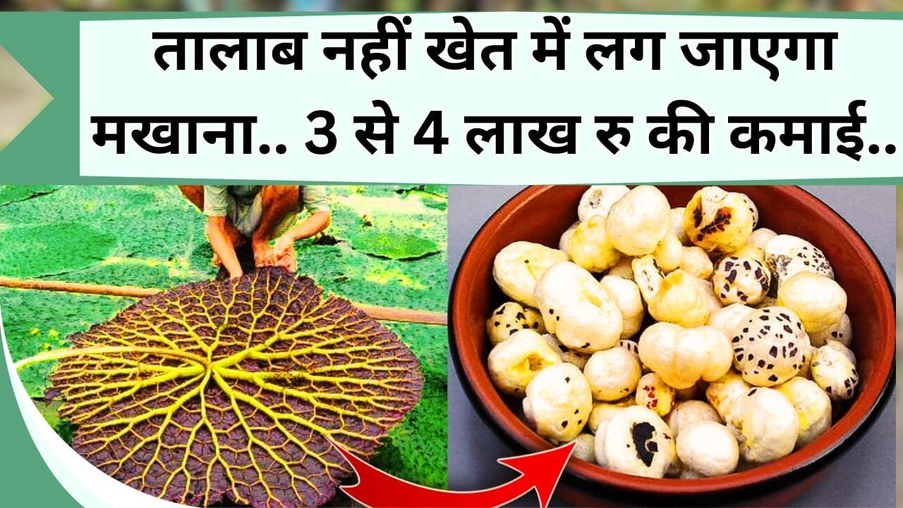 तालाब नहीं खेत में लग जाएगा मखाना, ऐसे करें मखाने की खेती, सालाना होगी 3 से 4 लाख रु की कमाई