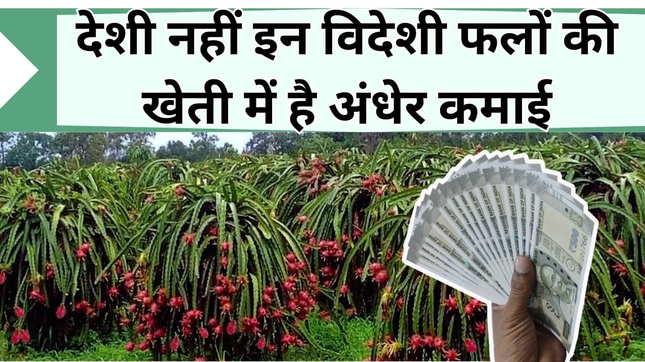 देशी छोड़ इन विदेशी फलों की खेती से अंधेर कमाई कर रहे किसान, जानिये इन फलों का नाम और खेती की जानकारी