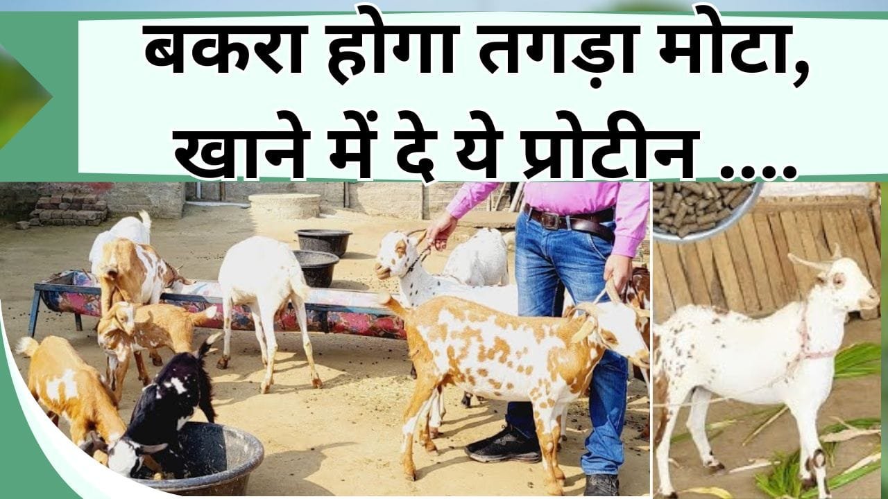 बकरा होगा तगड़ा मोटा, खाने में दे ये प्रोटीन, मिलेगा पोषण भरेगी ऊर्जा, बकरा बनेगा तंदुरुस्त