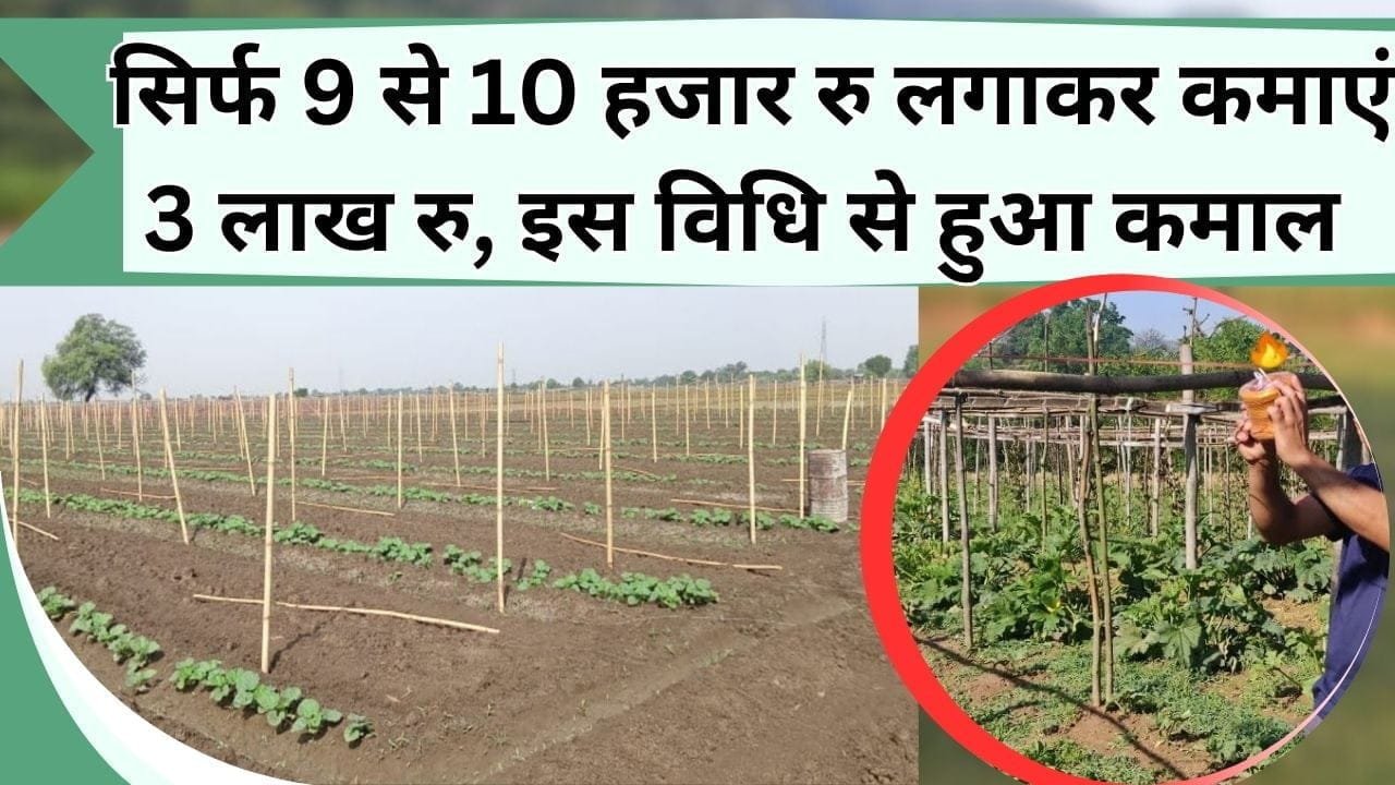सिर्फ 9 से 10 हजार रु लगाकर कमाएं 3 लाख रु, खेती के इस तरीके ने चमका दी किसान की किस्मत, जानिए खास तरीका और लागत-कमाई
