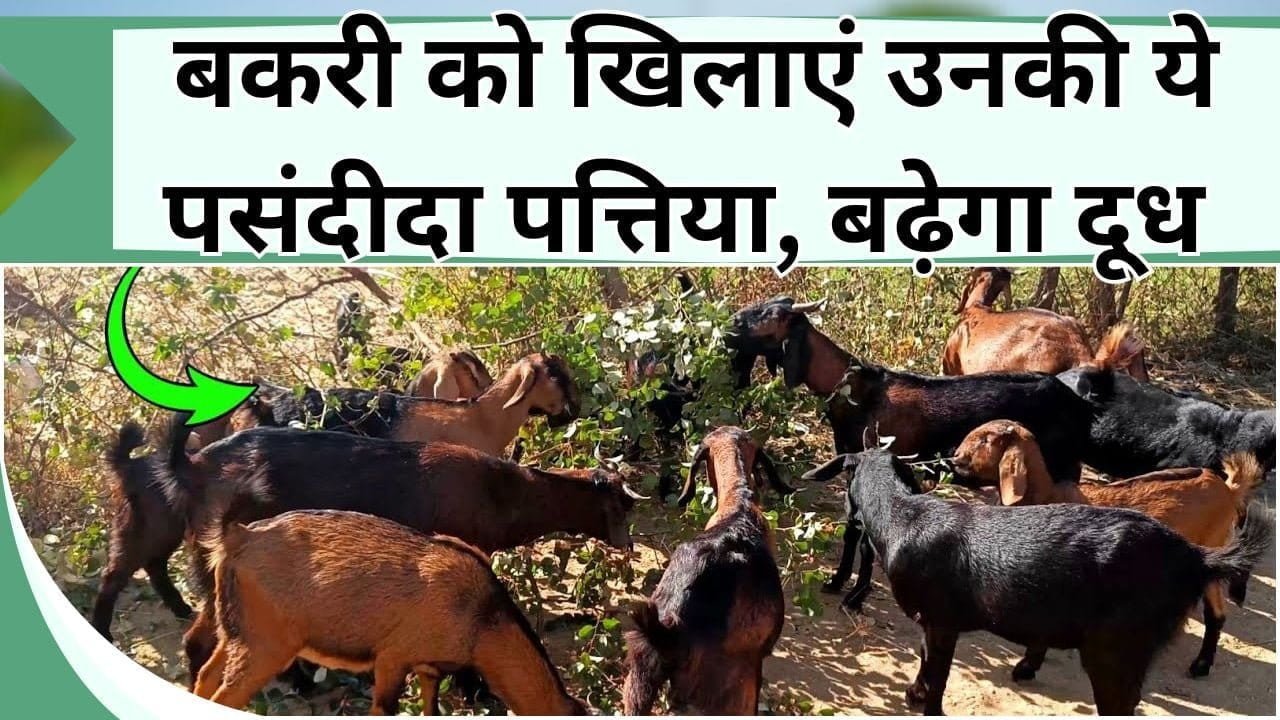 बकरी को खिलाएं उनकी ये पसंदीदा पत्तिया, बढ़ेगा दूध तो होगी ज्यादा कमाई
