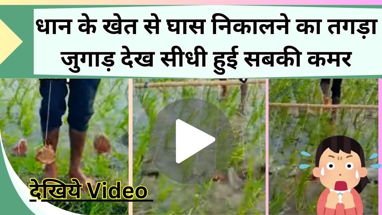 धान के किसान का तगड़ा जुगाड़ देख सीधी हुई सबकी कमर, बिना मेहनत खेत से निकलेगी घास, देखें Video में कैसे