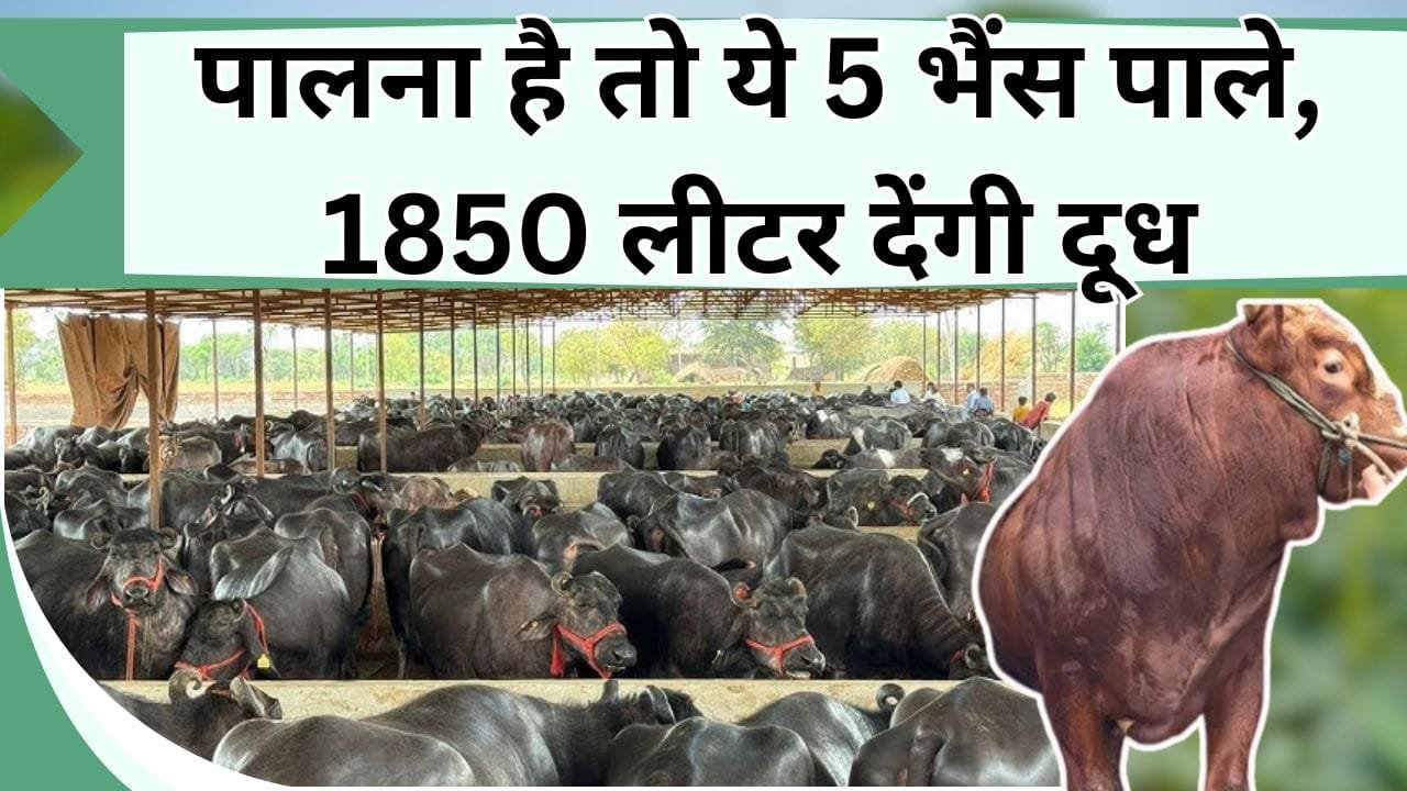 पालना है तो ये 5 भैंस पाले, 1850 लीटर देंगी दूध गिनते-गिनते थक जाएंगे नोट, जानिए ज्यादा दूध देने वाली भैंसो के बारें में